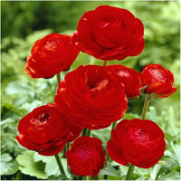 Red Ranunculus Flower Seeds Flower seeds for Planting Sun Loving Heirloom & GMO Free Seeds for Home Garden