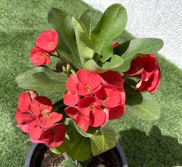 Deep Red Euphorbia Milii Flower seeds for Planting - Pollinator Friendly, Heirloom & GMO Free Seeds for Home Garden