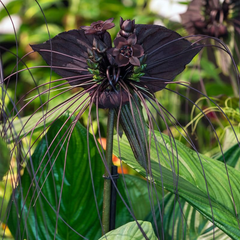 Tacca Chantrieri Flower seeds for Planting Easy to Grow Heirloom & GMO Free Seeds for Home Garden
