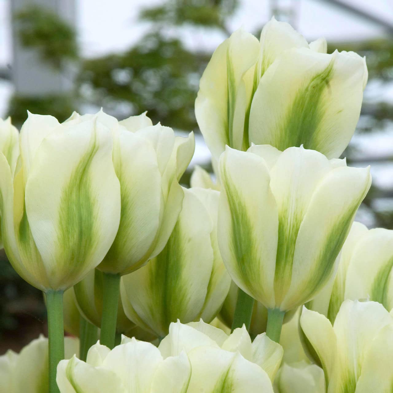 Yellow Green Tulip Flower seeds for Planting Hardy Variety Heirloom & GMO Free Seeds for Home Garden