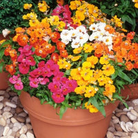 Nemesia Flower seeds for Planting Perfect for Borders Heirloom & GMO Free Seeds for Home Garden
 
 Sale