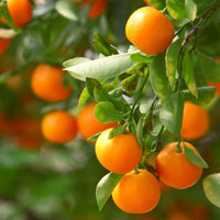 Orange Planting Seeds for Juicy Citrus Fruit - Grow Delicious Oranges