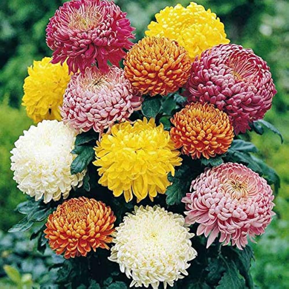 Heirloom Chrysanthemum Flower seeds for Planting Long Bloom Season Heirloom & GMO Free Seeds for Home Garden