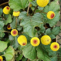 Yellow Spilanthes Acmella Flower seeds for Planting Low Maintenance Heirloom & GMO Free Seeds for Home Garden 
 
 Sale