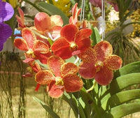 Orange Orchid Flower seeds for Planting Drought Tolerant Heirloom & GMO Free Seeds for Home Garden