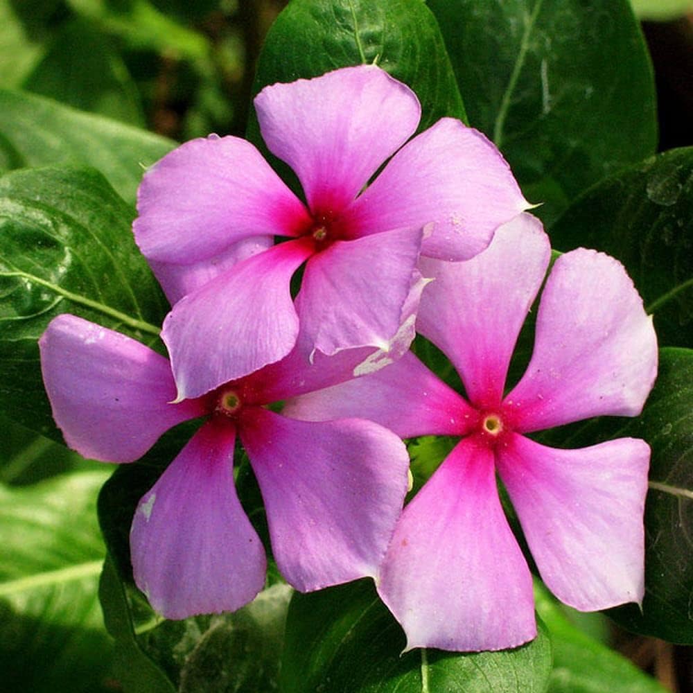 Vinca Sunstorm Rose with Eye Seeds for Bright Pink Flowers