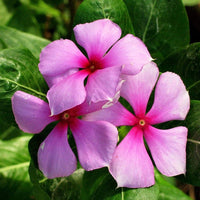 Vinca Sunstorm Rose with Eye Seeds for Bright Pink Flowers