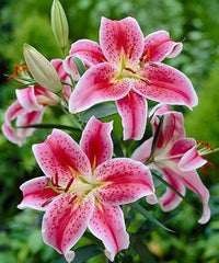 Light Pink Lilium Flower Seeds for Planting Sun Loving Heirloom & GMO Free Seeds for Home Garden
 
 Sale