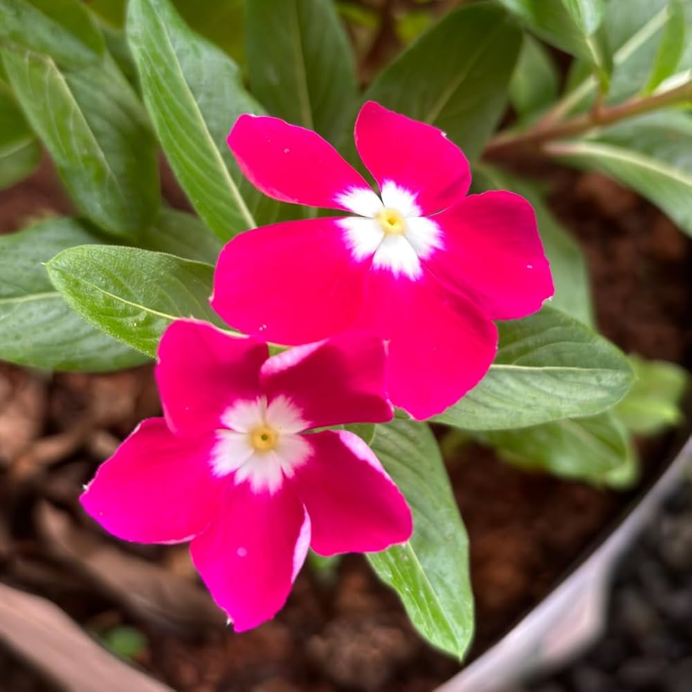 Rose Halo Periwinkle Seeds – Fragrant Vinca Annual with Rosy Accents
