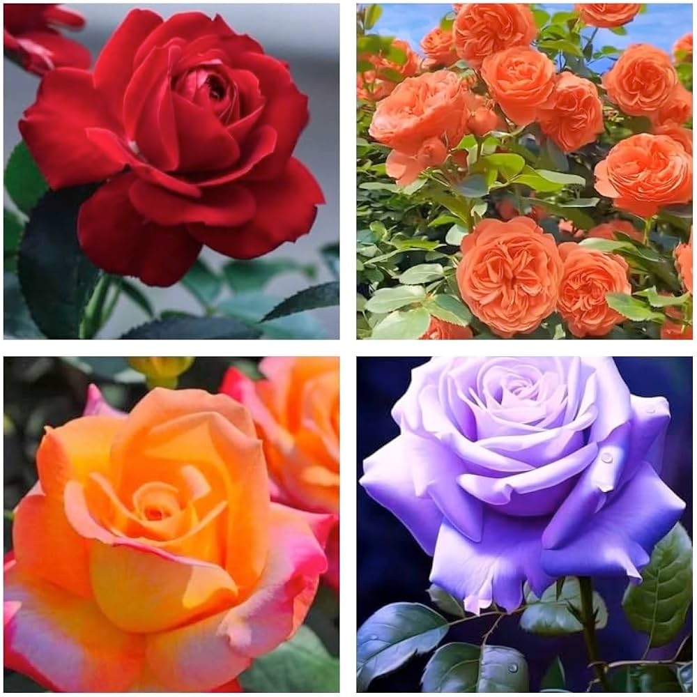 Rose Flower seeds for Planting Colorful Display Heirloom & GMO Free Seeds for Home Garden 
 
 Sale