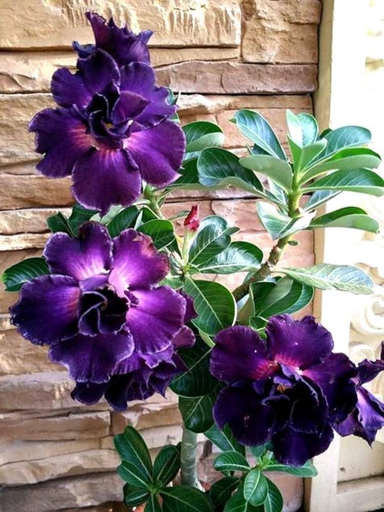 Blue Purple Adenium Flower Seeds for Planting Colorful Display Heirloom & GMO Free Seeds for Home Garden
 
 Sale