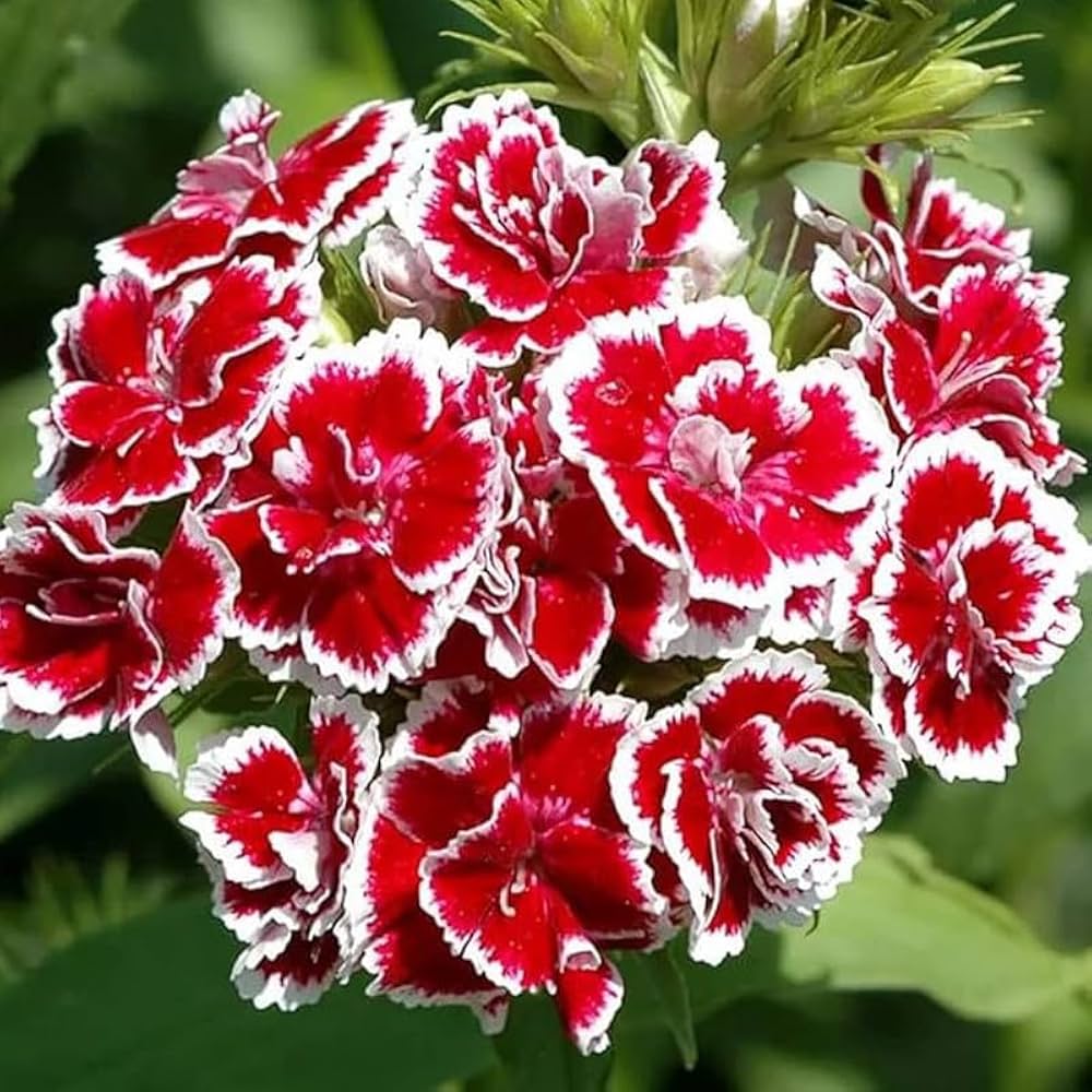 Marron Mix Dianthus Caryophyllus Flower Seeds for Planting Perfect for Borders Heirloom & GMO Free Seeds for Home Garden
 
 Sale