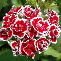 Marron Mix Dianthus Caryophyllus Flower Seeds for Planting Perfect for Borders Heirloom & GMO Free Seeds for Home Garden
 
 Sale
