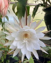 Epiphyllum Oxypetalum White Flower Seeds for Planting
