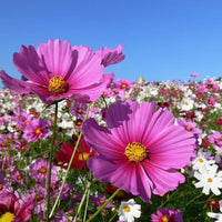 Cosmos Mix Flower Seeds for Planting - Vibrant Annual Blooms for Your Garden