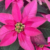 Euphorbia Pulcherrima Flower seeds for Planting Easy to Grow Heirloom & GMO Free Seeds for Home Garden