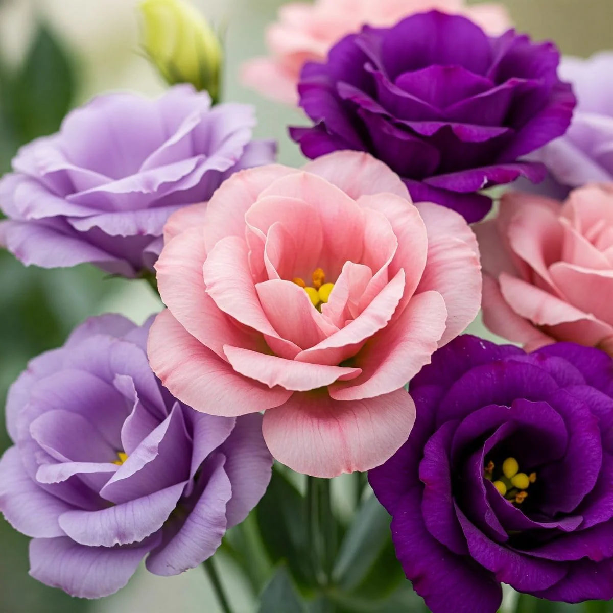Grandiflorum Flower seeds for Planting Seasonal Bloomer Heirloom & GMO Free Seeds for Home Garden