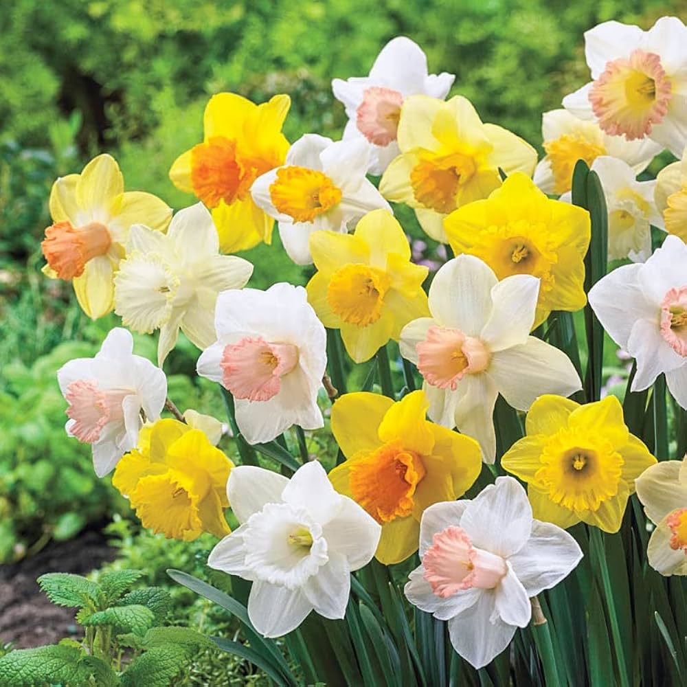 Mixed Daffodil Narcissus Flower seeds for Planting Long Bloom Season Heirloom & GMO Free Seeds for Home Garden 
 
 Sale