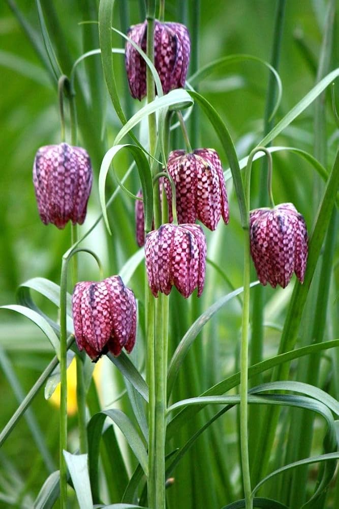 Fritillaria Flower seeds for Planting - Colorful Display, Heirloom & GMO Free Seeds for Home Garden