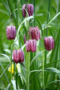 Fritillaria Flower seeds for Planting - Colorful Display, Heirloom & GMO Free Seeds for Home Garden