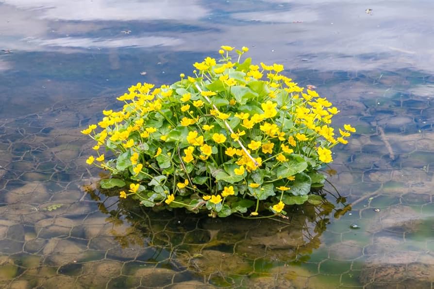 Marsh Marigold Seeds for Planting Caltha palustris for pond edges and wetland gardens