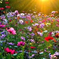 Cosmos Bipinnatus Flower Seeds for Elegant Cosmos Blooms