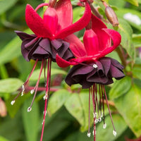 Dark Maroon Red Fuchsia Flower Seeds for Planting Wildflower Mix Heirloom & GMO Free Seeds for Home Garden
 
 Sale