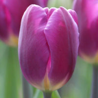 Purple Odorous Tulip Flower seeds for Planting - Compact Growth, Heirloom & GMO Free Seeds for Home Garden