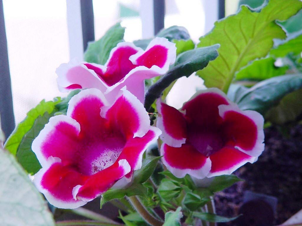 Sinningia Gloxinia Flower Seeds for Vibrant Indoor and Outdoor Blooms