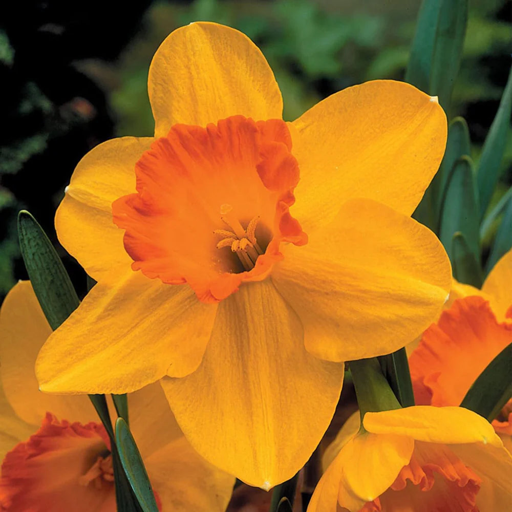 Orange Yellow Daffodil Flower seeds for Planting - Shade Tolerant, Heirloom & GMO Free Seeds for Home Garde