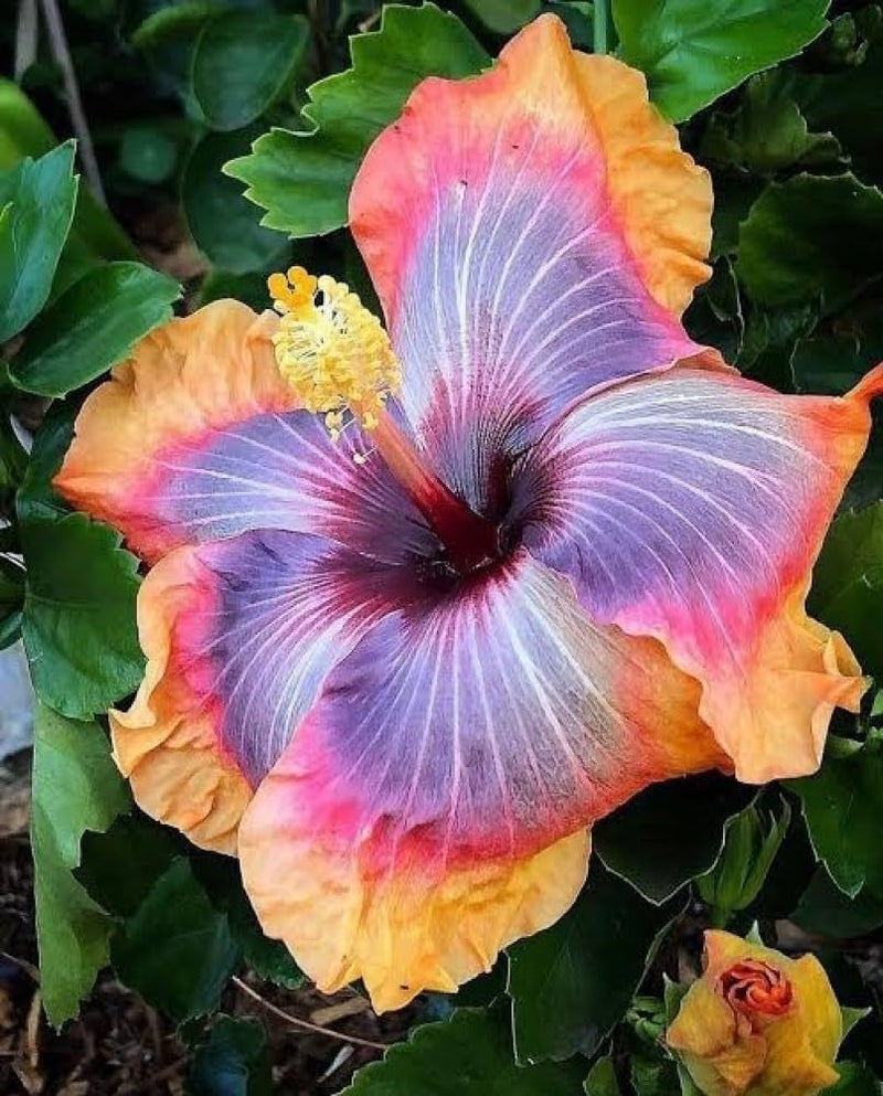 Purple Orange Hibiscus Flower seeds for Planting - Sun Loving, Heirloom & GMO Free Seeds for Home Garden