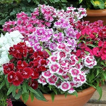 Heirloom William Flower seeds for Planting Shade Tolerant Heirloom & GMO Free Seeds for Home Garden