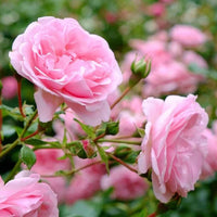 Rose Rosa Flower seeds for Planting Bright Blooms Heirloom & GMO Free Seeds for Home Garden