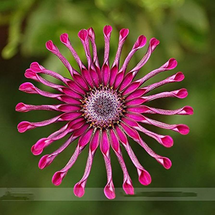Power Spider Chrysanthemum Flower seeds for Planting Colorful Display Heirloom & GMO Free Seeds for Home Garden 
 
 Sale