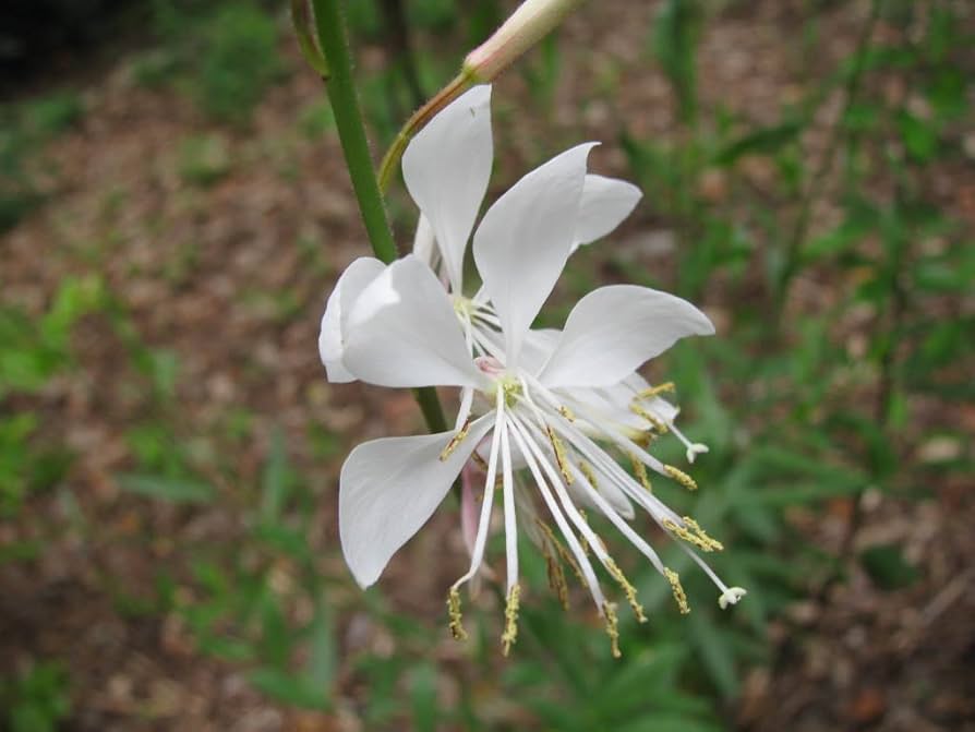 Gaura Whirling Mariposas Flower Seeds - Flower seeds for Planting - Hardy Variety, Heirloom & GMO Free Seeds for Home Garden