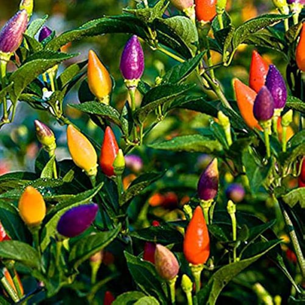 Melrose Pepperoni Capsicum annuum Pepper Seeds for Planting in Vegetable Patch