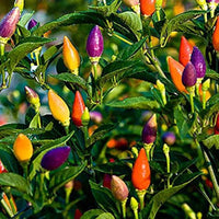 Melrose Pepperoni Capsicum annuum Pepper Seeds for Planting in Vegetable Patch