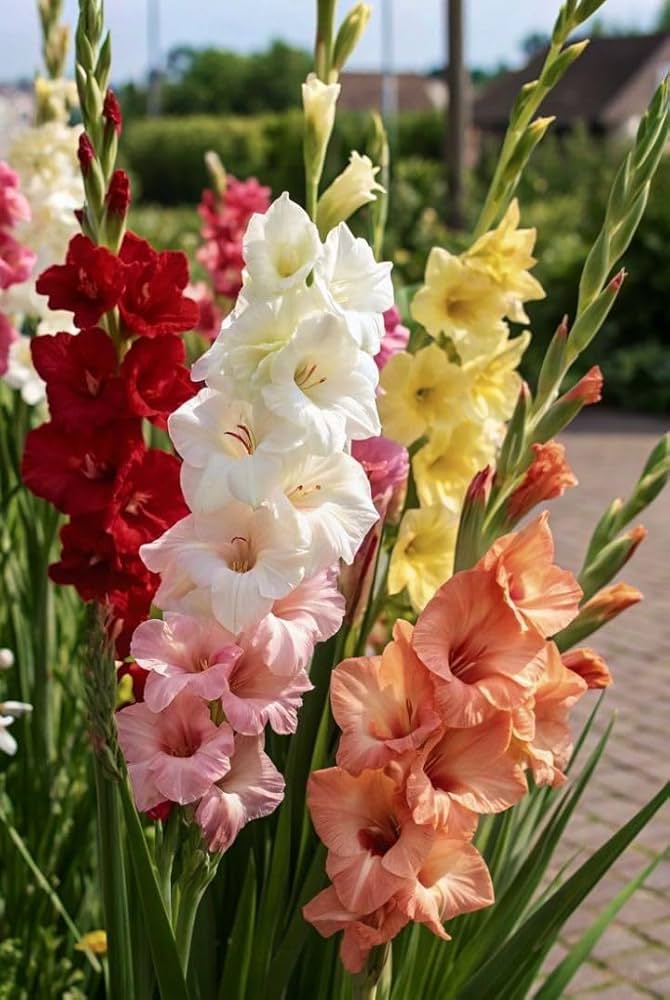 White Gladiolus Flower Seeds Wildflower Mix Heirloom & GMO Free Seeds for Home Garden
 
 Sale