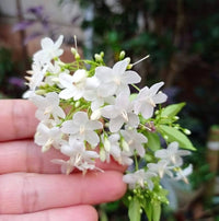 White Mok Flower seeds for Planting - Hardy Variety, Heirloom & GMO Free Seeds for Home Garden