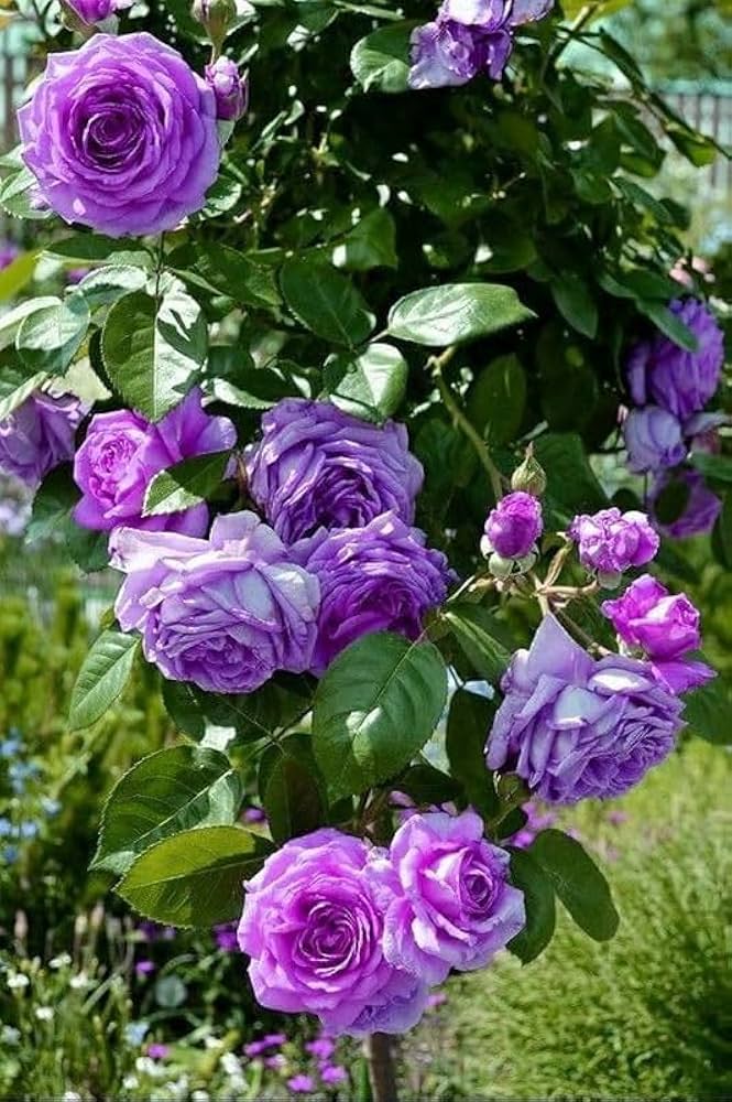 Violet Climbing Rose Flower seeds for Planting Compact Growth Heirloom & GMO Free Seeds for Home Garden
 
 Sale