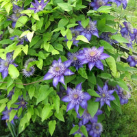 Light Blue Clematis Flower seeds for Planting Low Maintenance Heirloom & GMO Free Seeds for Home Garden