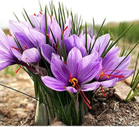 Hatsuga Saffron Crocus Mixed Flower seeds for Planting - Sun Loving, Heirloom & GMO Free Seeds for Home Garden
 
 Sale for planting in home garden.