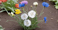 Cornflower Flowers Bonsai Flower Plant Seeds, Ornamental Plants