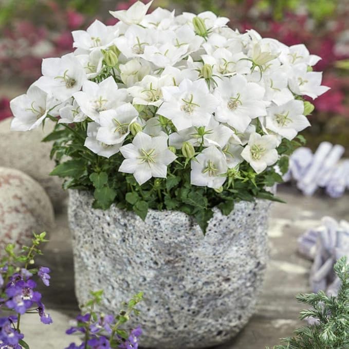 Campanula Campanula spp Flower Seeds for Planting in Flower Bed