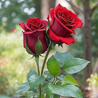 Dark Red Germany Rose Flower Seeds for Planting Heirloom NONGMO Easy to Grow Garden Blooms 
 
 Sale