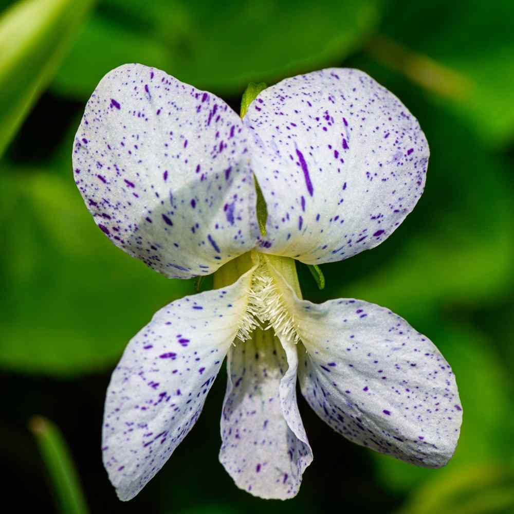 Viola Viola tricolor Seeds for Planting in Flower Bed and Container Garden
