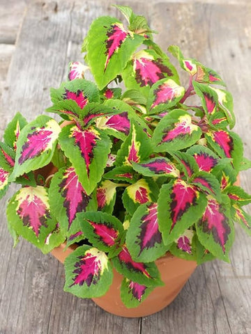 Coleus Semi Jazz Pink for planting in flower bed