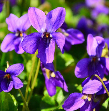 Viola Odorata Flower seeds for Planting Pollinator Friendly Heirloom & GMO Free Seeds for Home Garden