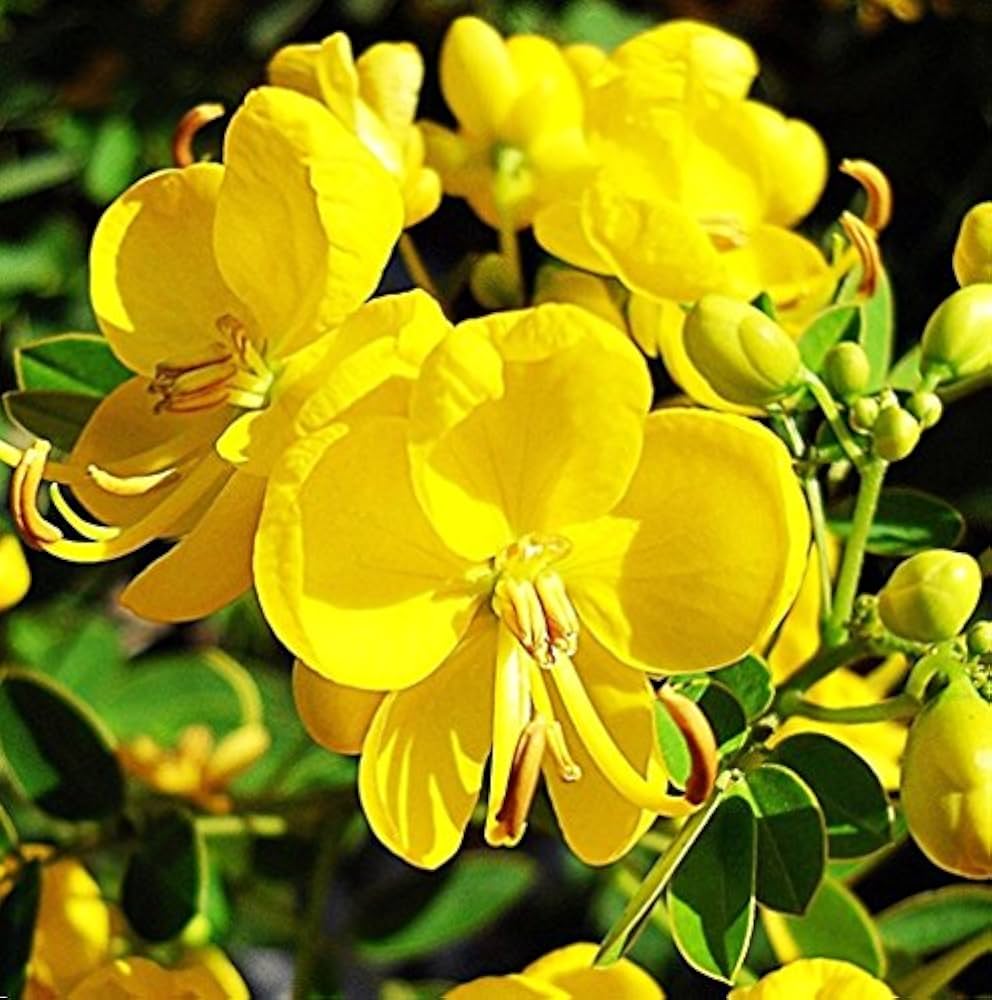 Yellow Cassia Tora Flower seeds for Planting - Vibrant Colors, Heirloom & GMO Free Seeds for Home Garden