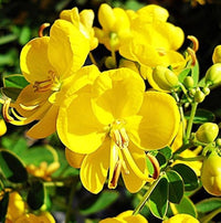Yellow Cassia Tora Flower seeds for Planting - Vibrant Colors, Heirloom & GMO Free Seeds for Home Garden